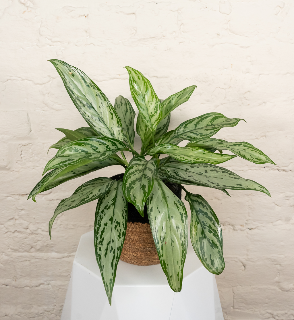 Aglaonema