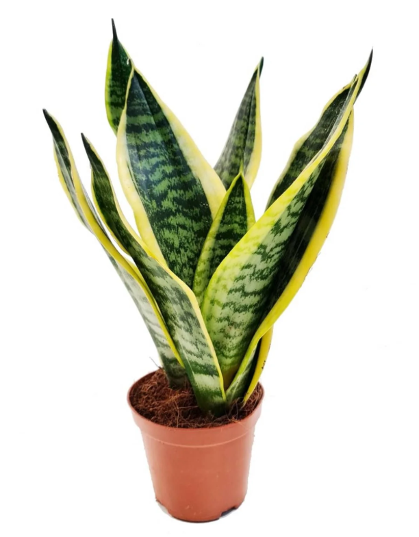 Sansevieria