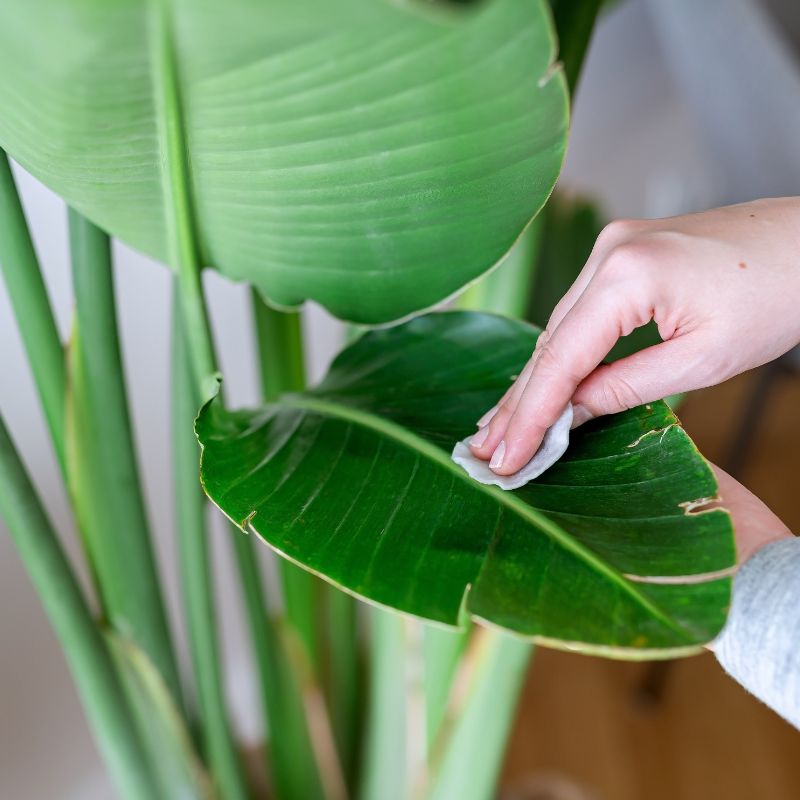 Hojas rotas o rajadas
